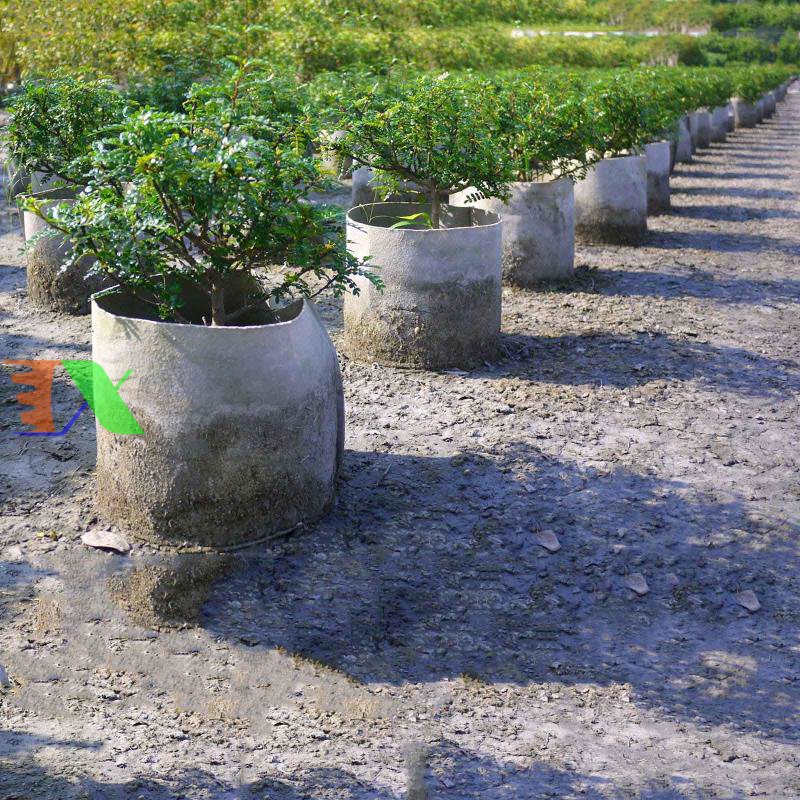 Túi trồng cây hai quai